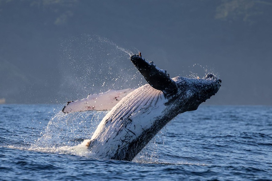 foto Not&iacute;cia Jacareí