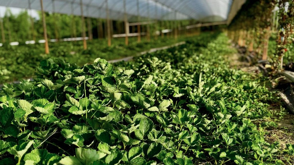 foto Not&iacute;cia Jacareí