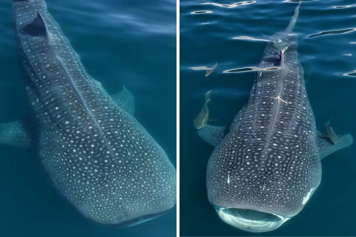 foto Not&iacute;cia Jacareí